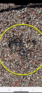 Storm Ban Roofing & Restoration Email Pull (1)